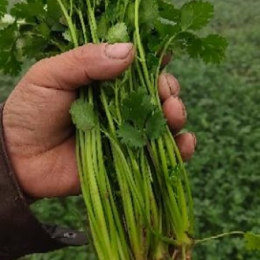 小叶香菜