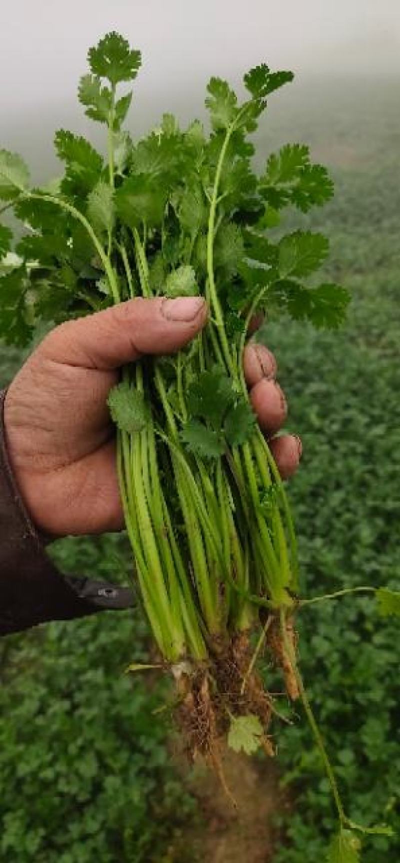 小叶香菜