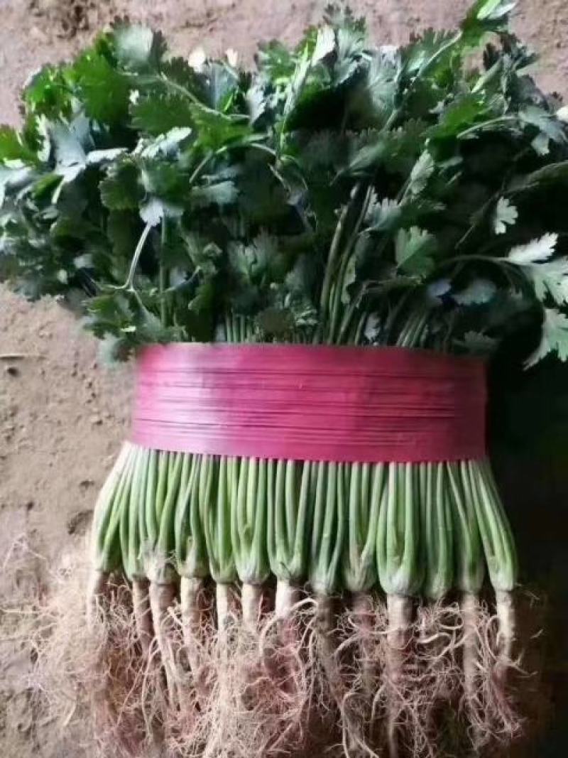 小叶香菜