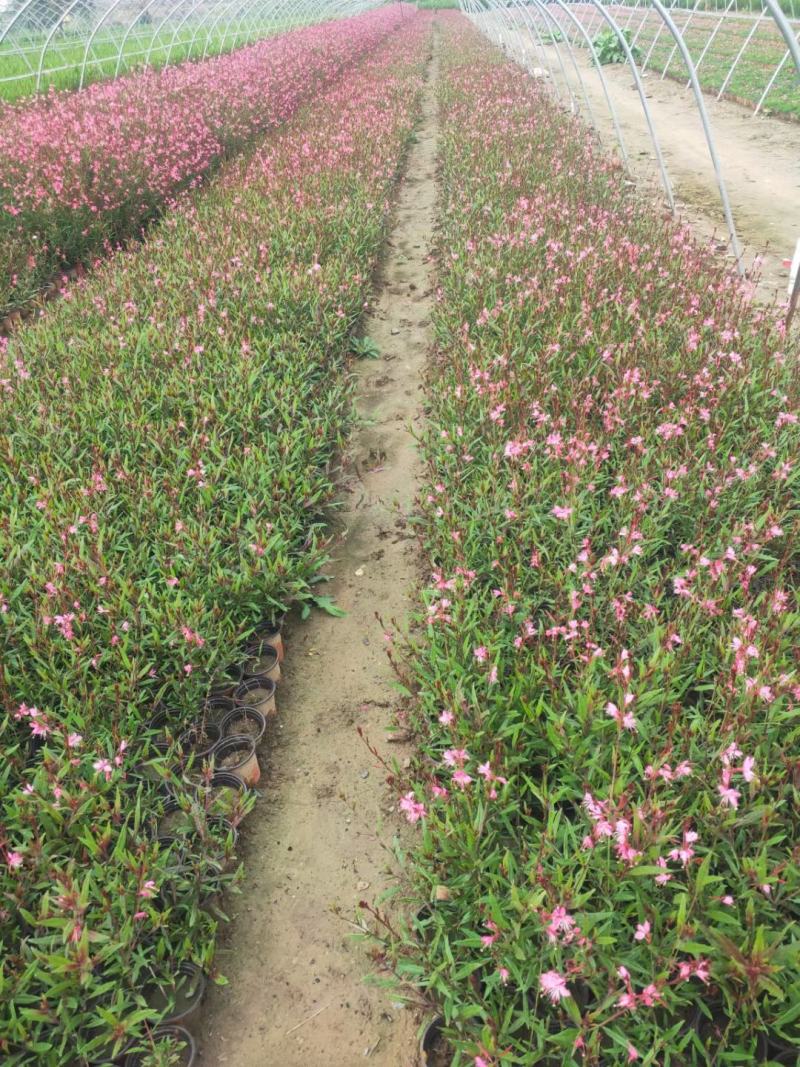 山桃草（千鸟花）山东基地直销，有营养杯和双色盆的质量好