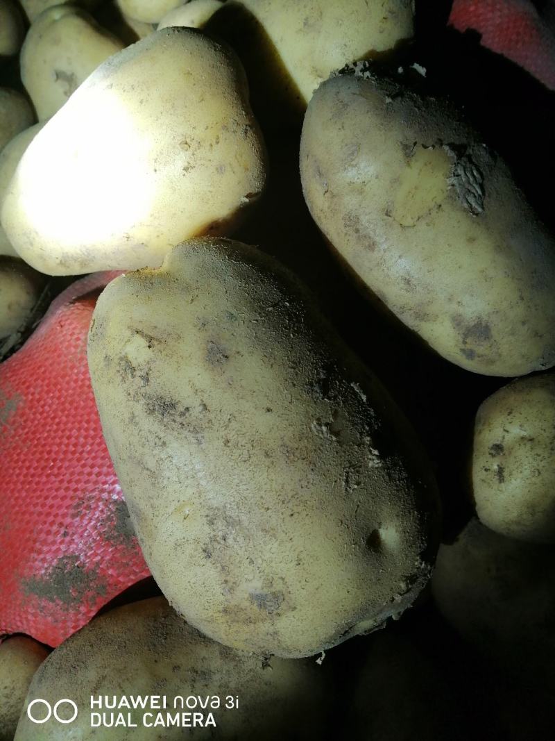 河北省沽源县土豆大量出窖