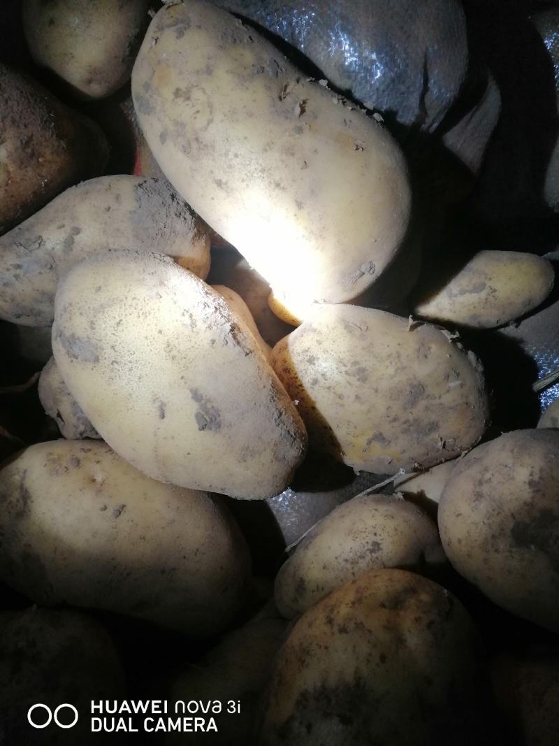 河北省沽源县土豆大量出窖