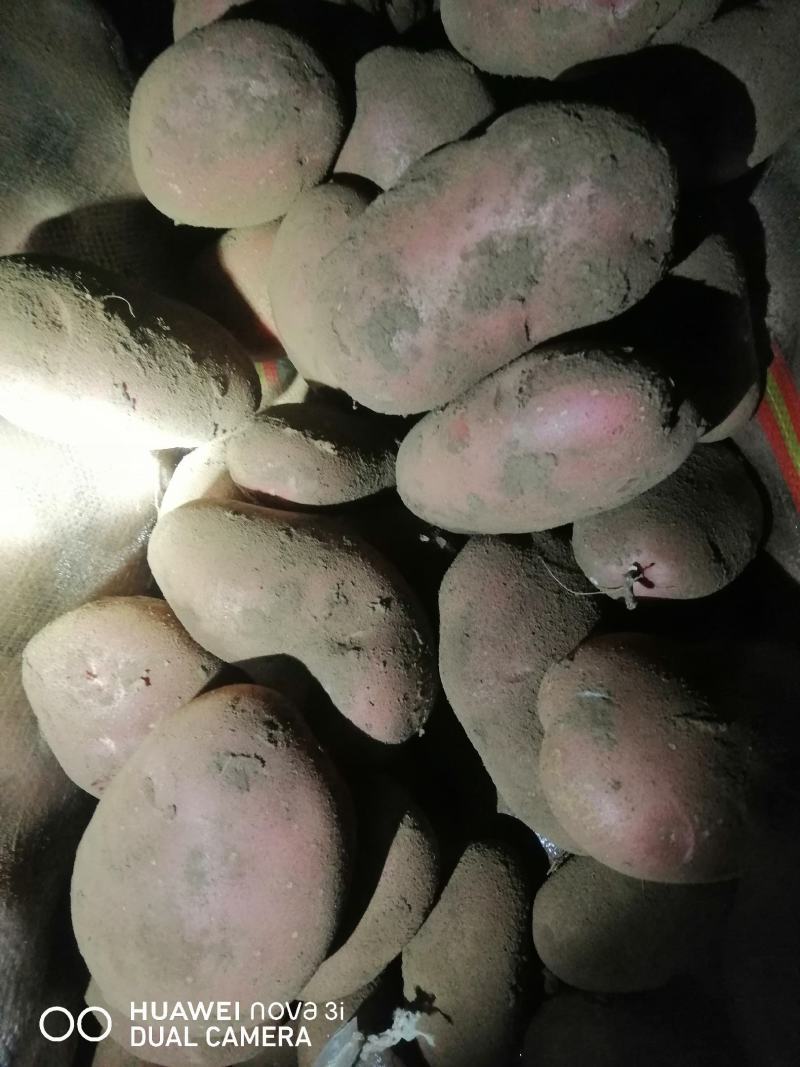 河北省沽源县土豆大量出窖