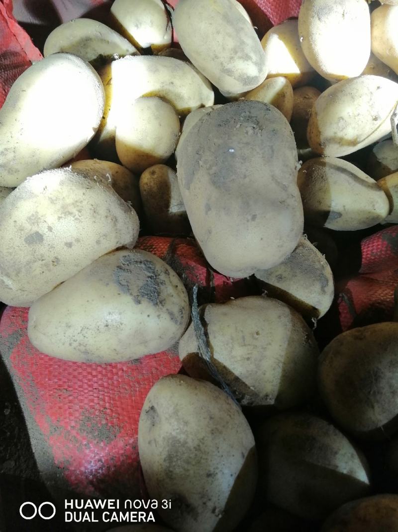 河北省沽源县土豆大量出窖