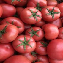 新鲜沙瓤西红柿蔬菜自然熟孕妇水果非普罗旺斯现摘洋柿子生吃