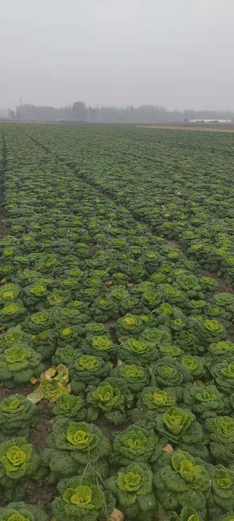 精品黄心乌大量上市，品质有保证，一次合作终身朋友，