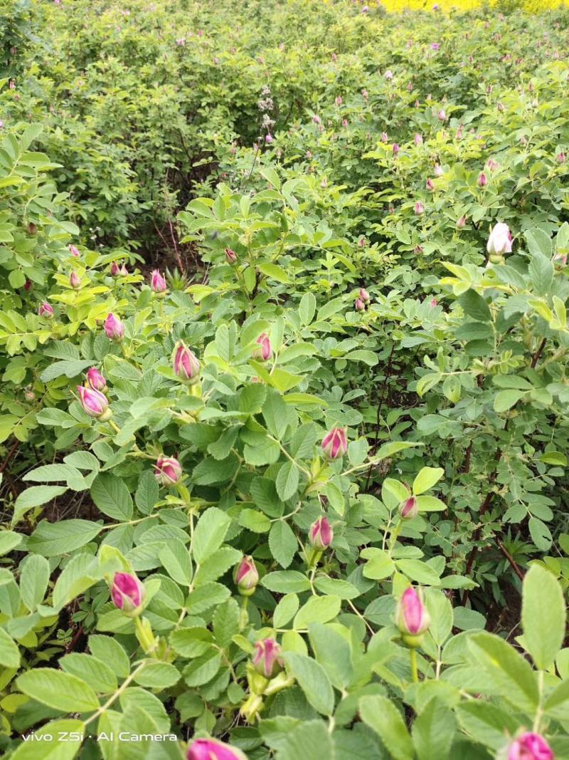 冷香玫瑰耐寒玫瑰花植株食用玫瑰种植繁育基地量大优惠