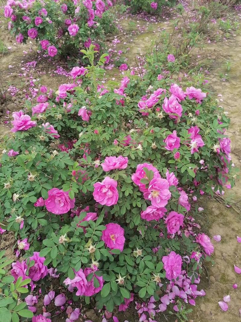 冷香玫瑰耐寒玫瑰花植株食用玫瑰种植繁育基地量大优惠