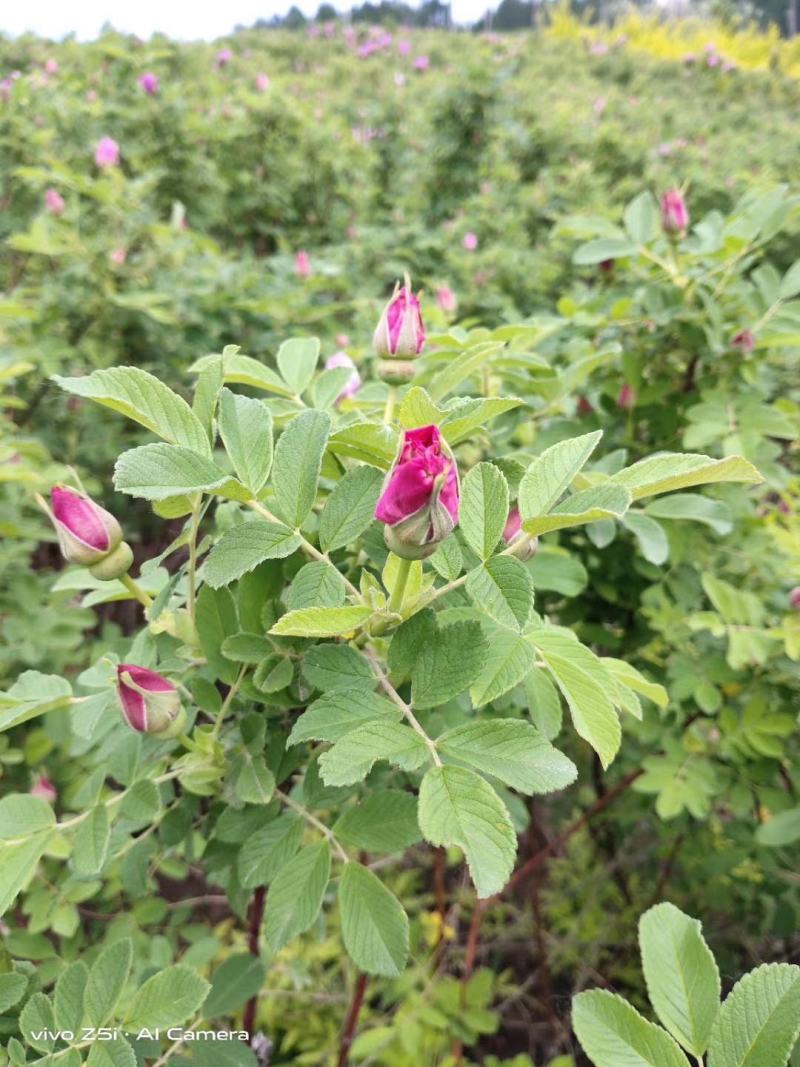 冷香玫瑰耐寒玫瑰花植株食用玫瑰种植繁育基地量大优惠