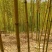 金竹各种规格金竹