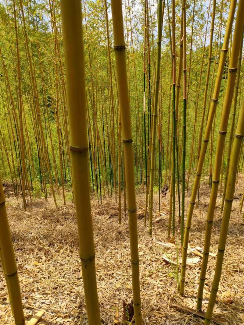 金竹各种规格金竹