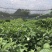鸟柿子苗