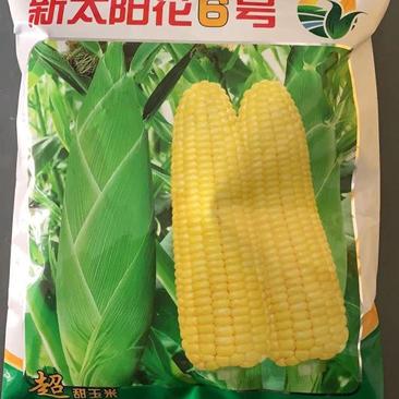 太阳花6号玉米种子，400克