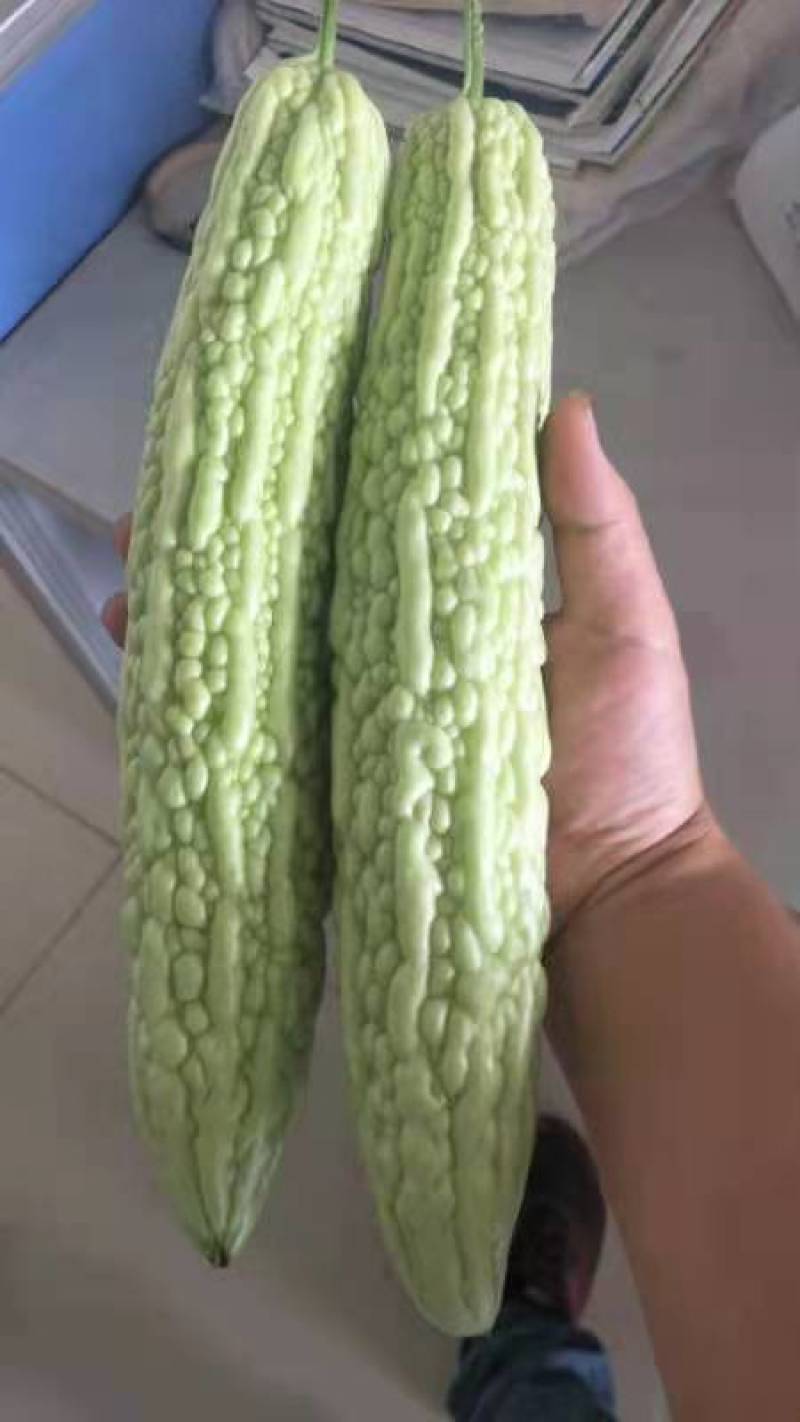 春玺苦瓜种子10克，商品性好，品质优良，果肉较厚，肉质软