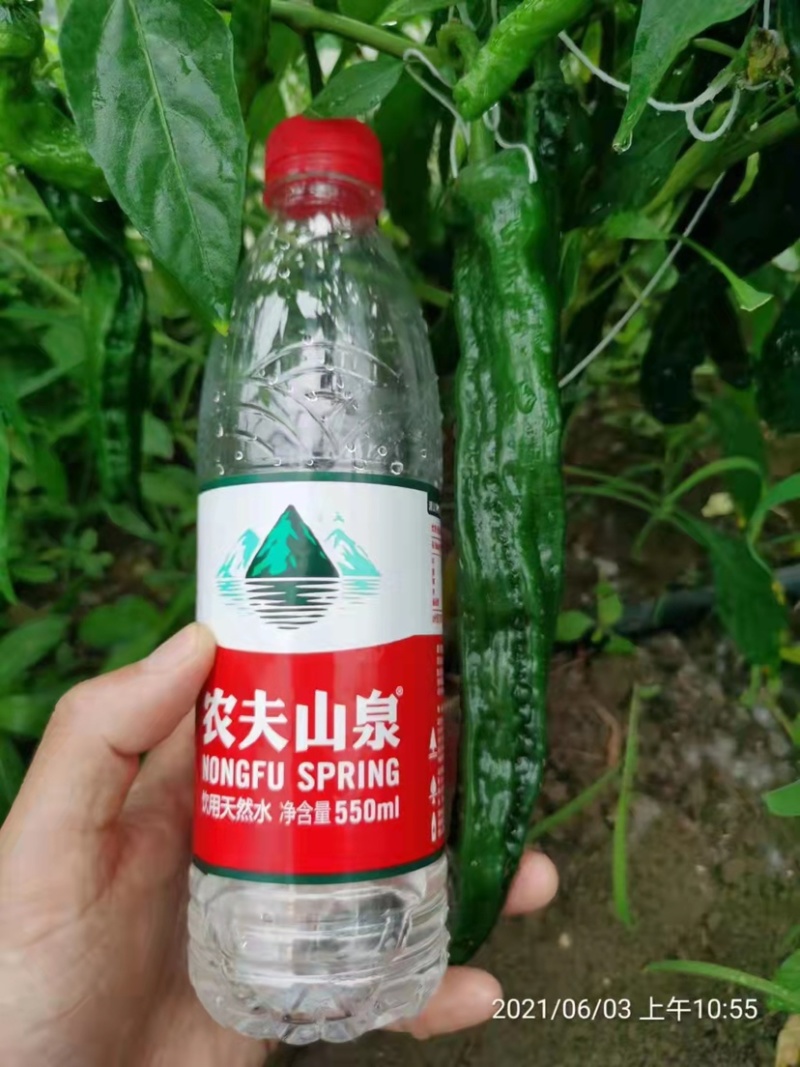 黑绿皮皱皮椒种子特辣大果型皱皱辣种籽黑金刚皱皮辣椒种子