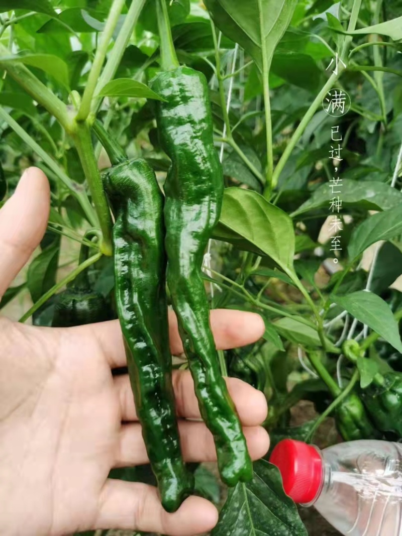 黑绿皮皱皮椒种子特辣大果型皱皱辣种籽黑金刚皱皮辣椒种子