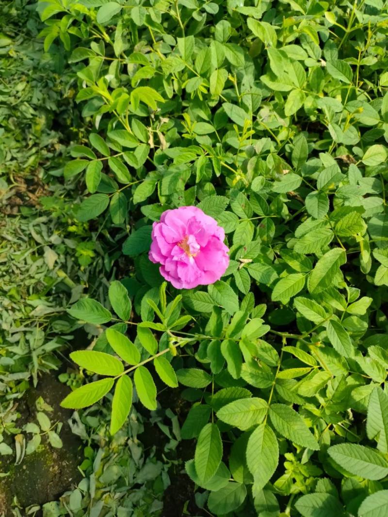 冷香玫瑰小苗冷香玫瑰营养杯东北耐寒扦插小苗量大从优