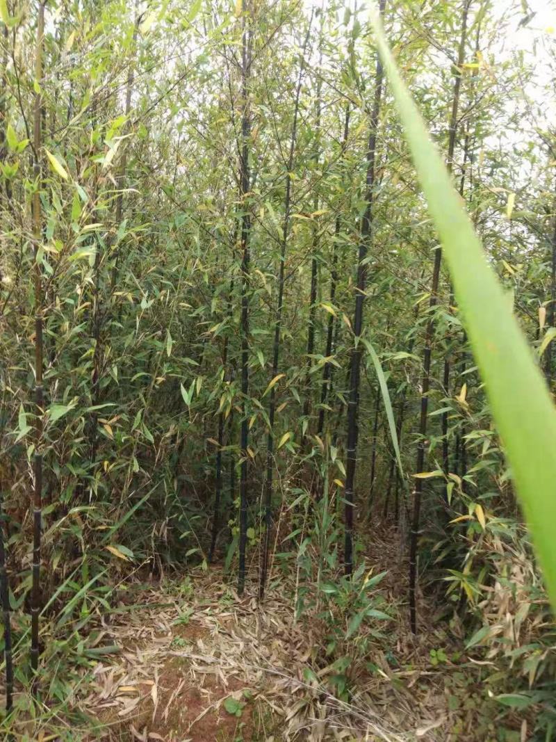 紫竹