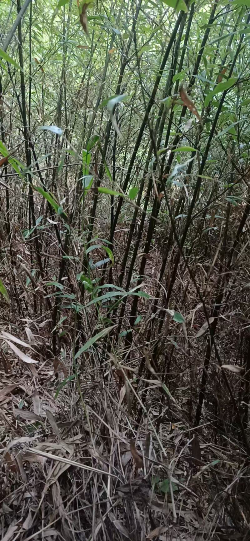 紫竹