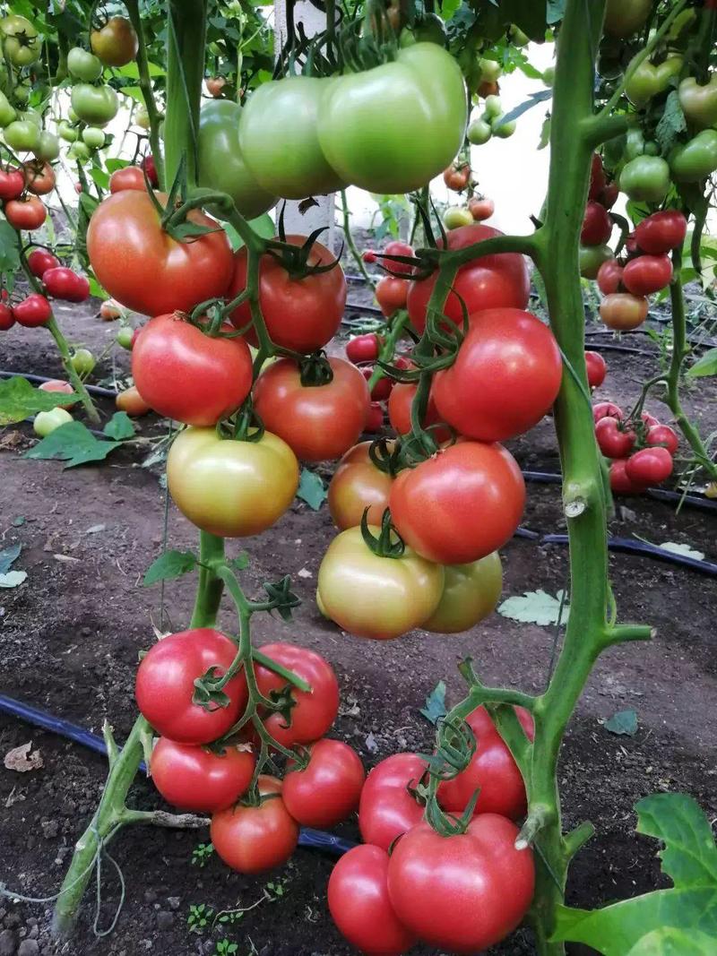 【露地专用】迪欧硬粉番茄种子耐热耐裂硬度高产量高