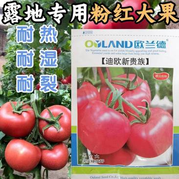 【露地专用】迪欧硬粉番茄种子耐热耐裂硬度高产量高