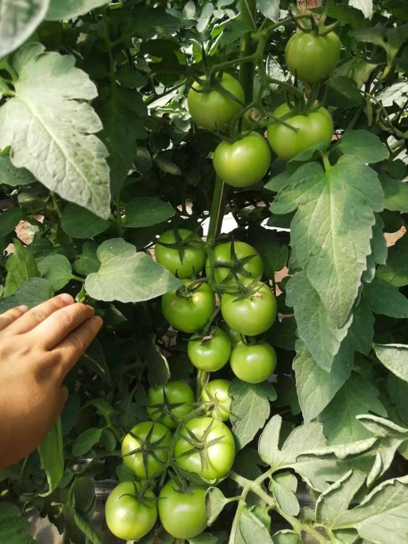 【露地专用】迪欧硬粉番茄种子耐热耐裂硬度高产量高