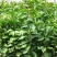 一手货源嫁接三年红花油茶苗大果红花油茶苗出油率高
