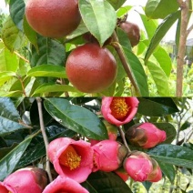 一手货源嫁接两年红花油茶苗大果红花油茶苗出油率高