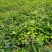 一手货源嫁接三年红花油茶苗大果红花油茶苗出油率高