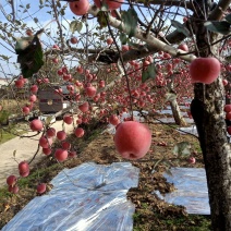 大量批发陕西洛川苹果又甜又脆，水分充足，大量现货