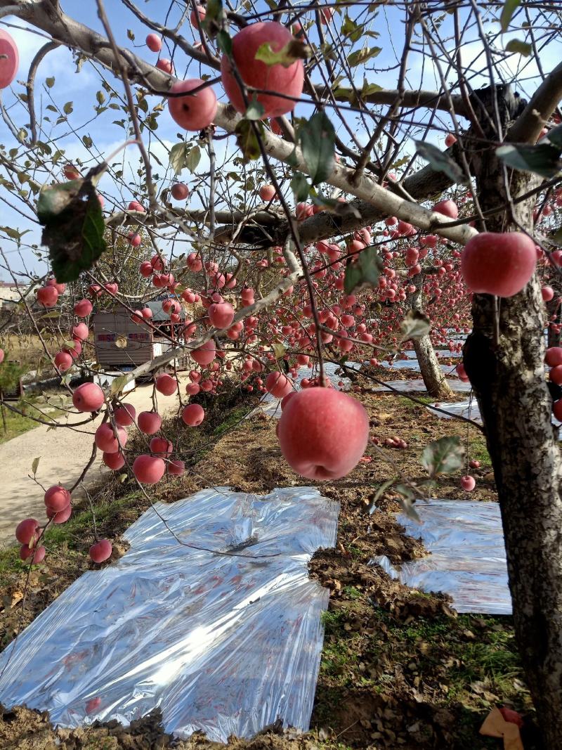 大量批发陕西洛川苹果又甜又脆，水分充足，大量现货