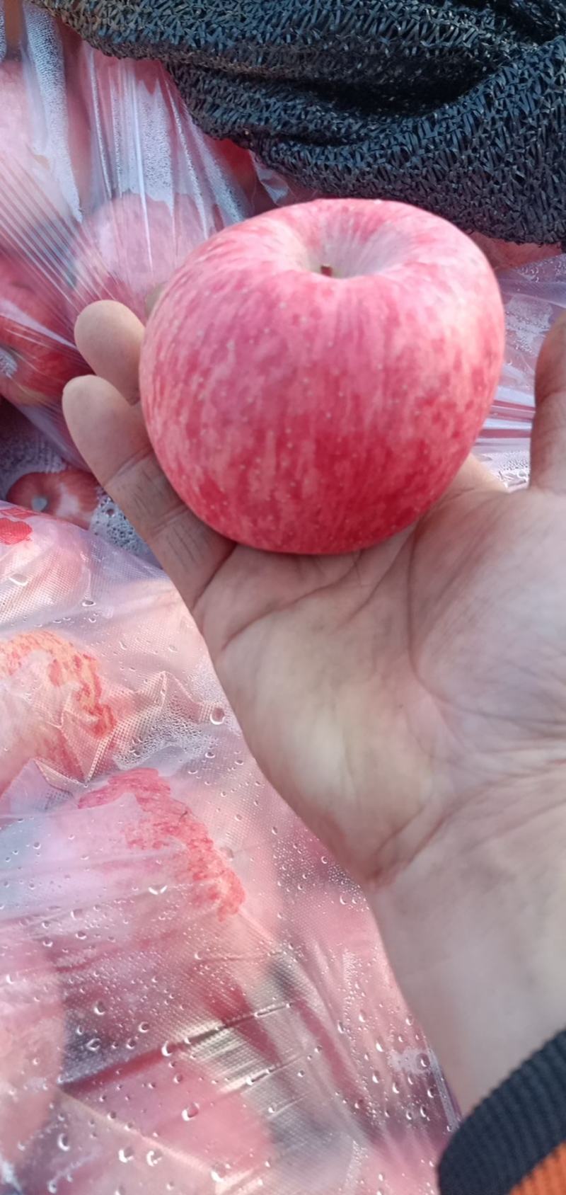 大量批发陕西洛川苹果又甜又脆，水分充足，大量现货