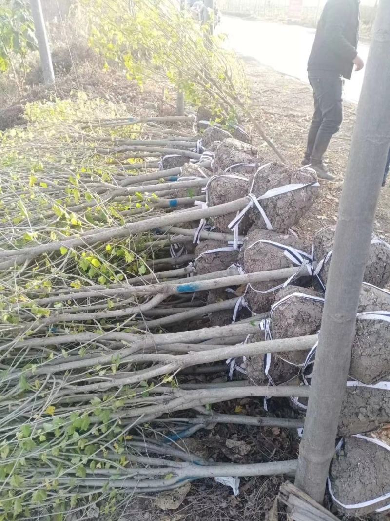 木槿3公分为了老板明天早装车！今晚全部弄到路边！