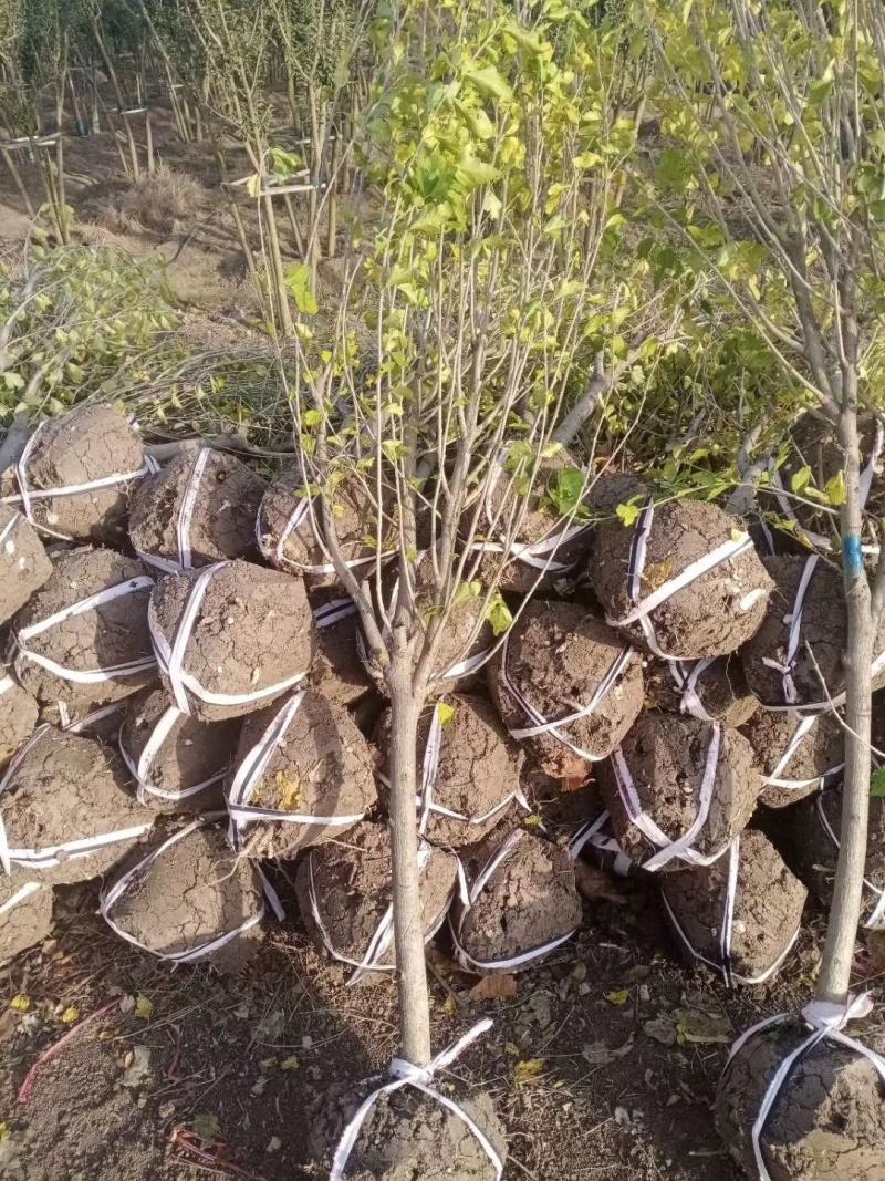 木槿3公分为了老板明天早装车！今晚全部弄到路边！