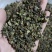 浮萍浮萍草青浮萍青萍统货佳佳药业供应各种中药材