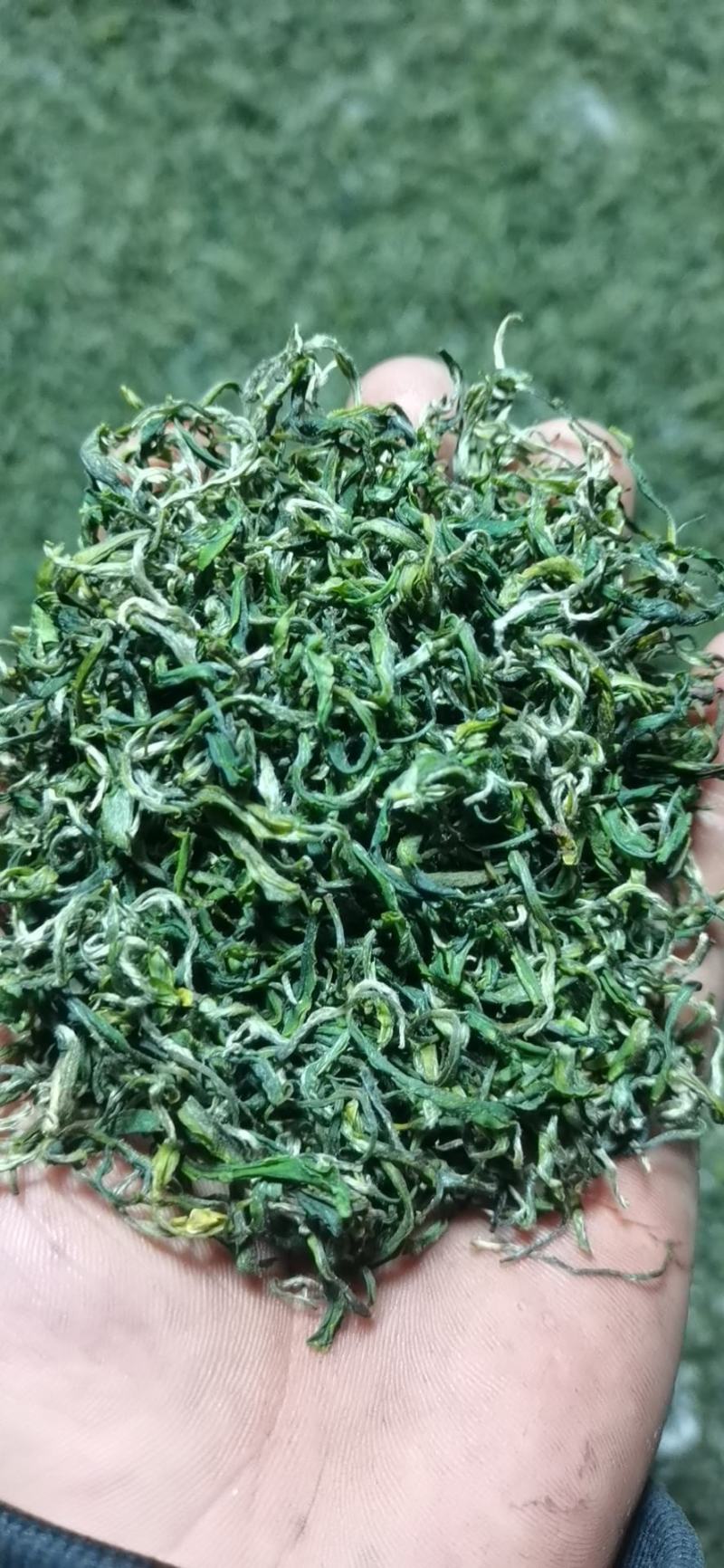 古丈毛尖，湘西黄金茶，高山有机茶，零售批发，价格优美