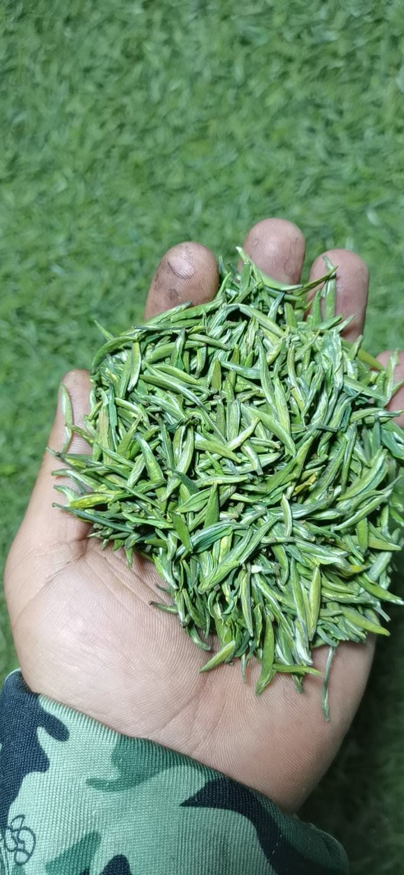 古丈毛尖，湘西黄金茶，高山有机茶，零售批发，价格优美