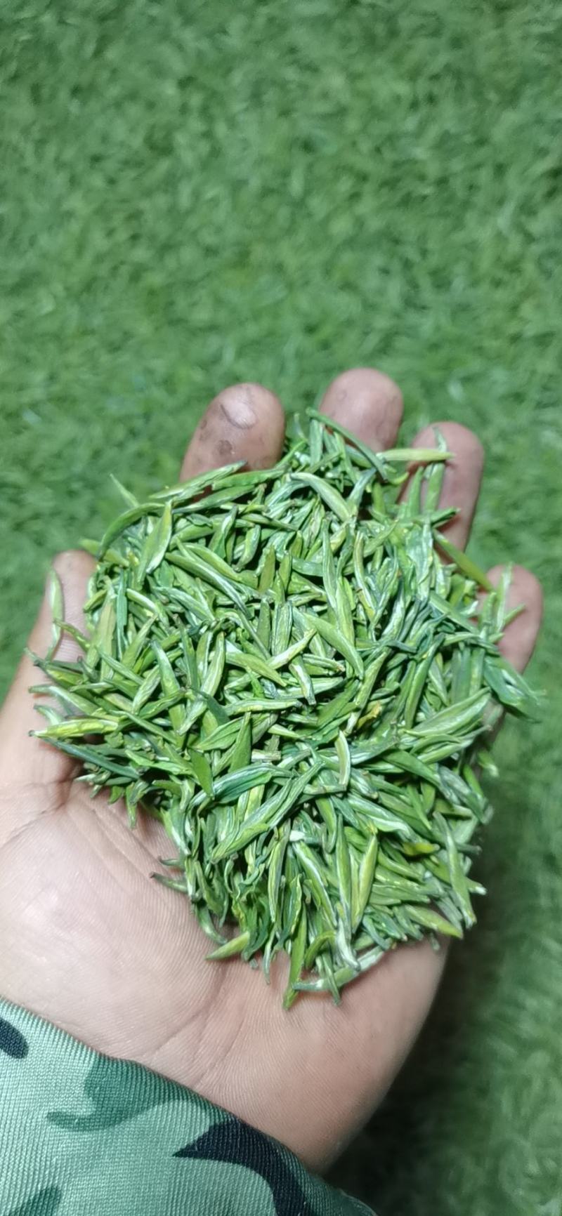 古丈毛尖，湘西黄金茶，高山有机茶，零售批发，价格优美