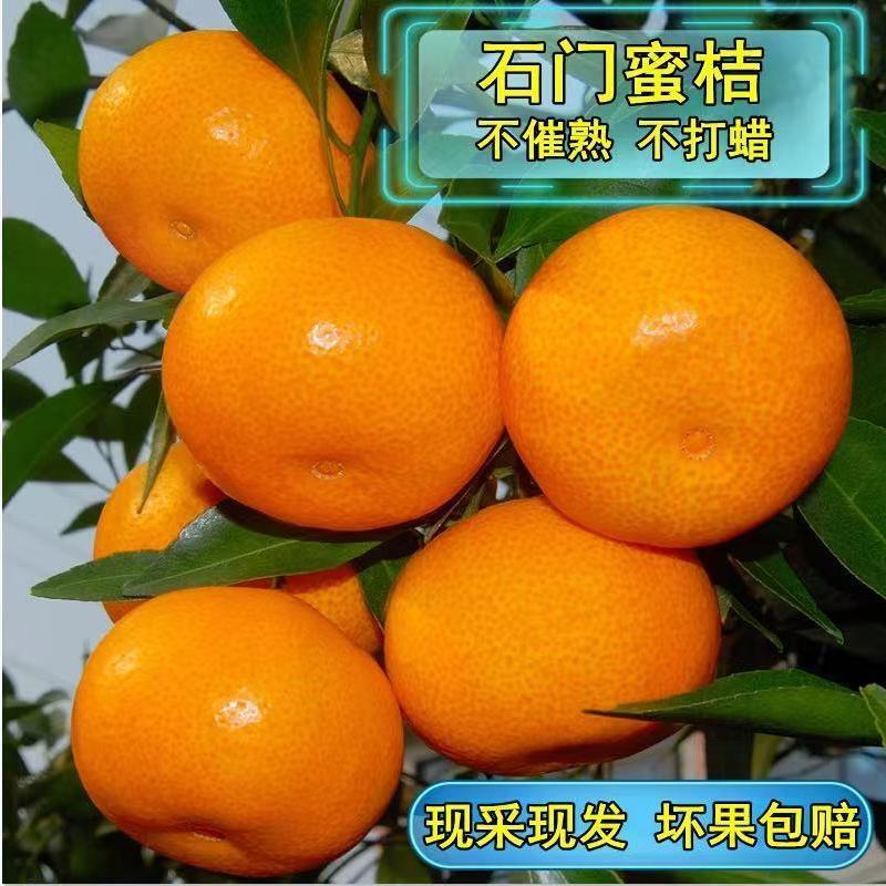 慈利密橘子