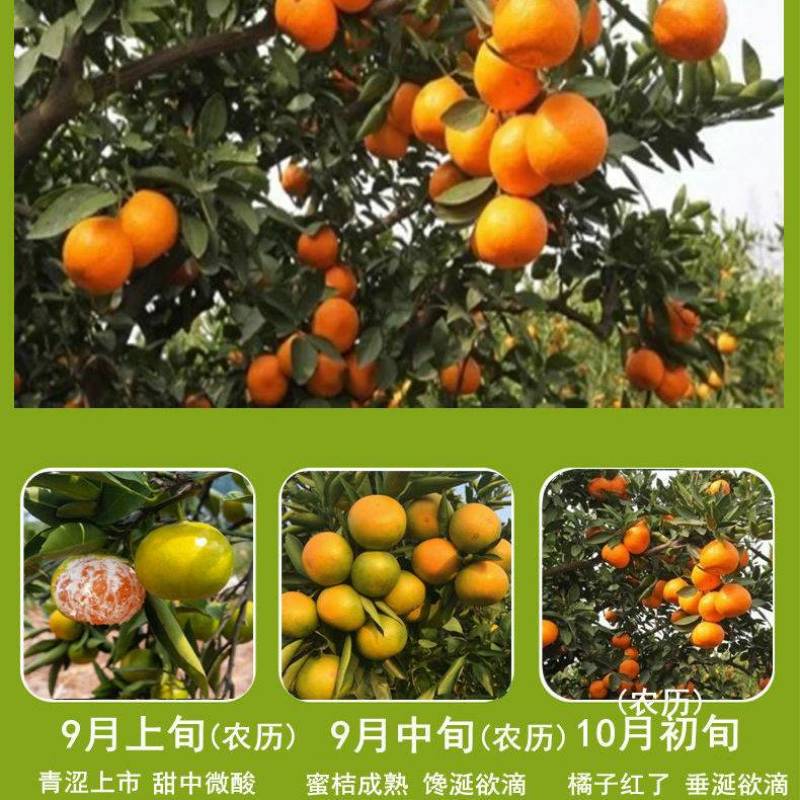 慈利密橘子