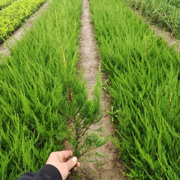 营养杯龙柏,地栽龙柏,陕西龙柏,龙柏基地,