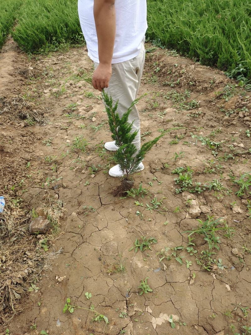 营养杯龙柏，地栽龙柏，陕西龙柏，龙柏基地，