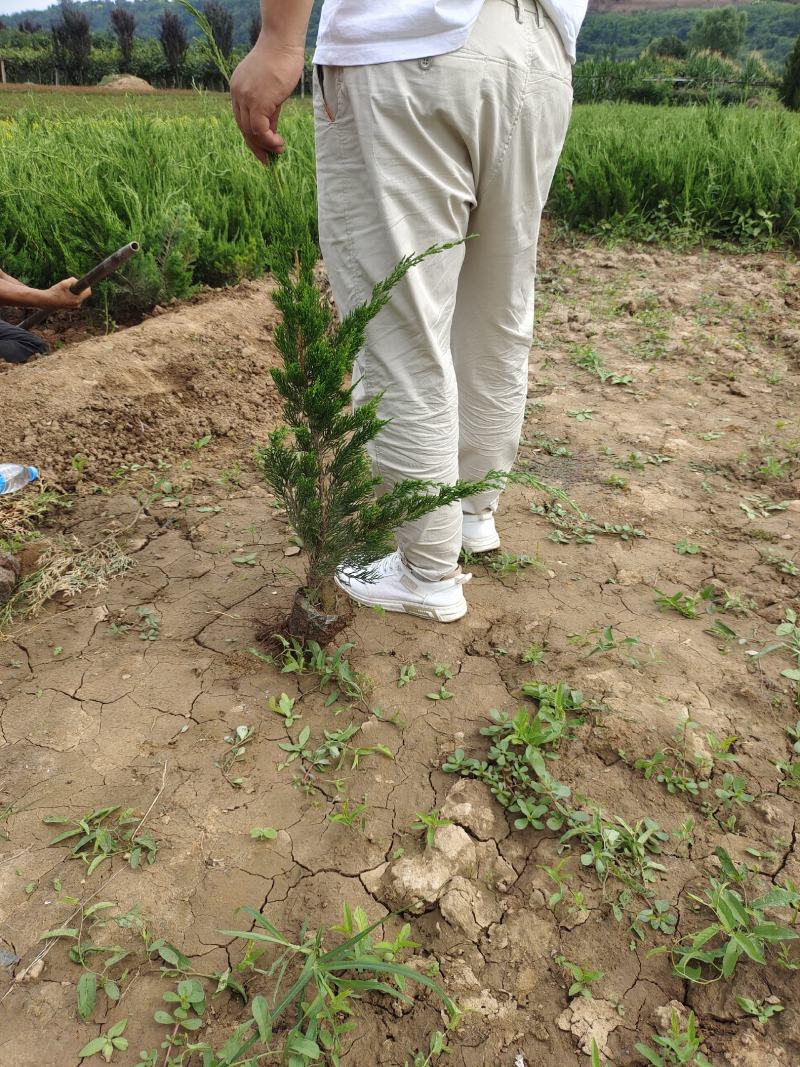 营养杯龙柏，地栽龙柏，陕西龙柏，龙柏基地，
