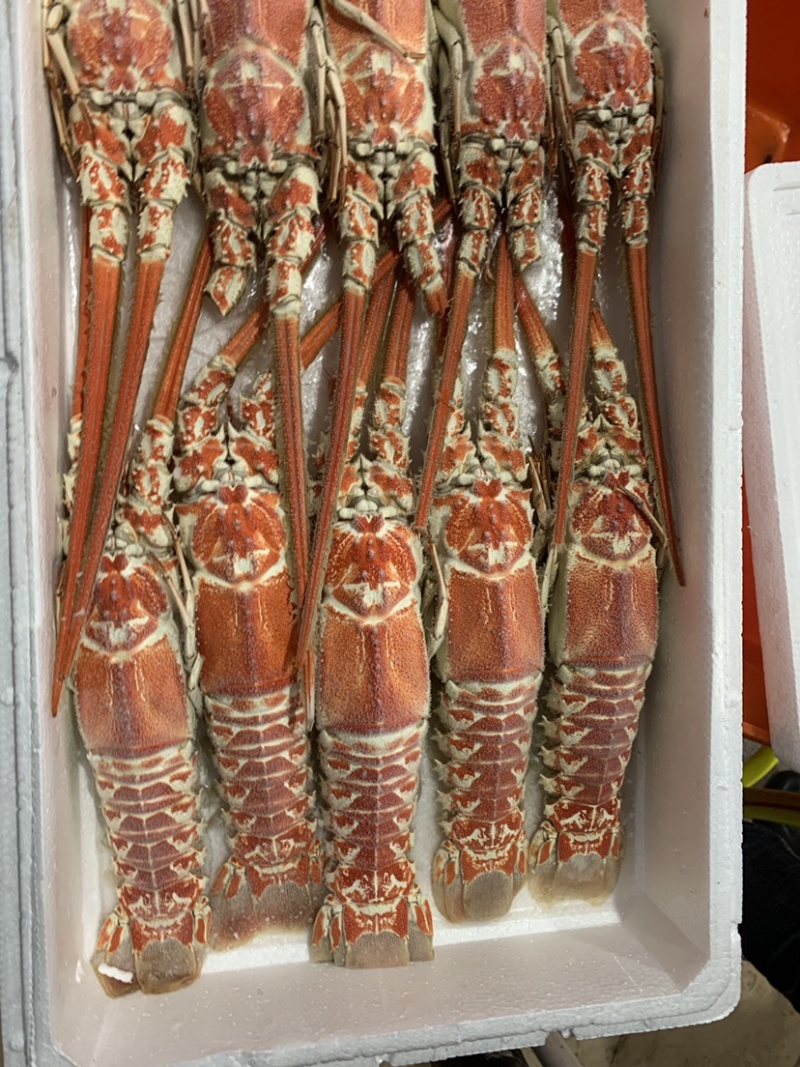 国产红龙虾