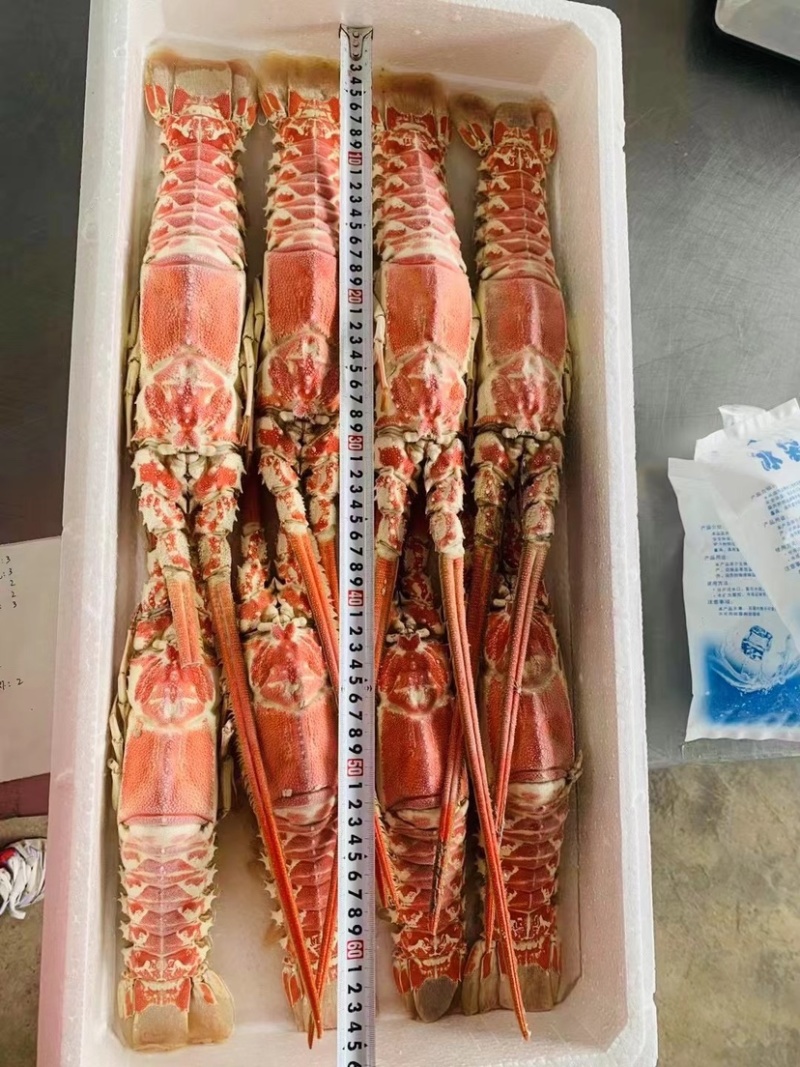 国产红龙虾