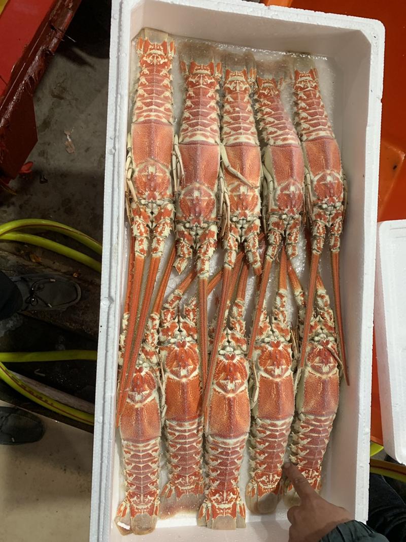 国产红龙虾