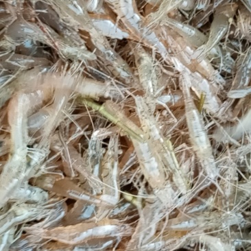 广东河虾小虾大虾中虾小河虾草虾石虾广东河虾