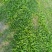 荠菜
