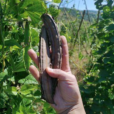 经过温带驯化的四棱豆种皇帝豆四角豆长寿豆种商机会