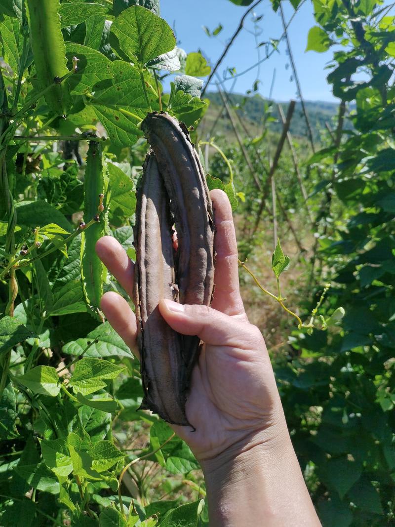 经过温带驯化的四棱豆种皇帝豆四角豆长寿豆种商机会